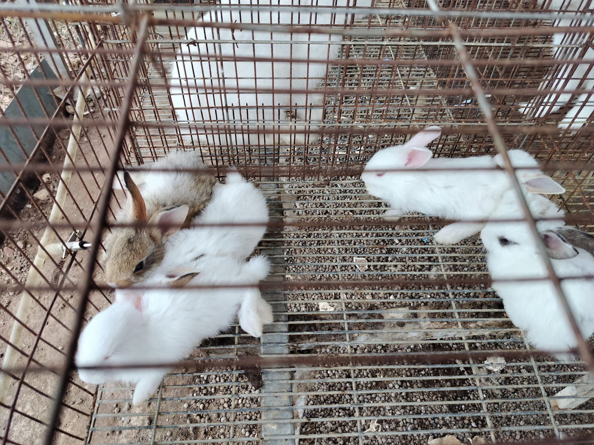 bán thỏ con ở thành phố Huế ăn uống khỏe mạnh