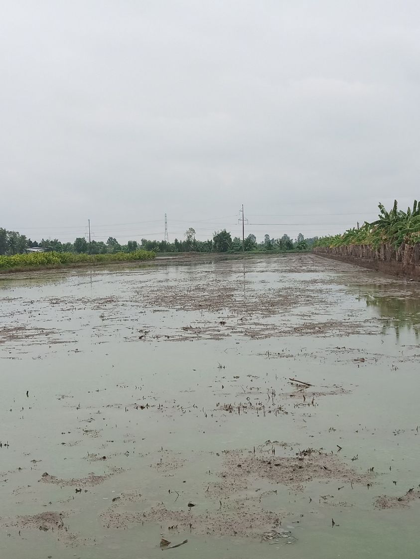 Cần bán gấp Đất Trồng Lúa (đất ruộng) tại huyện Châu Thành, Sóc Trăng