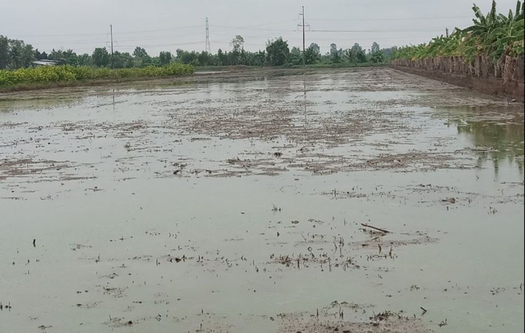 Cần bán gấp Đất Trồng Lúa (đất ruộng) tại huyện Châu Thành, Sóc Trăng