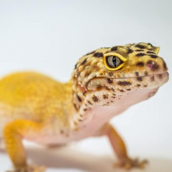 Bé thằng lằn da b&aacuteo - Leopark Gecko lạ đẹp, ngoan