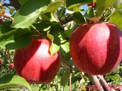 hạt giống táo tây, táo lùn đỏ f1
