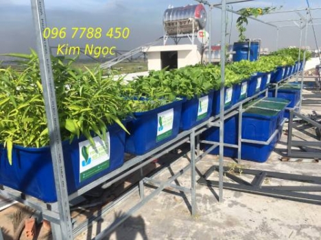 Khay nhựa chữ nhật 100 lít trồng rau hữu cơ Oganic giá rẻ