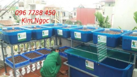 Khay nhựa chữ nhật 100 lít trồng rau hữu cơ Oganic giá rẻ
