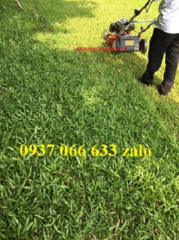 Máy cắt cỏ đẩy tay tự hành DICH DCM1668 chuyên cắt cỏ công viên, sân bóng, sân golf siêu hiện đại