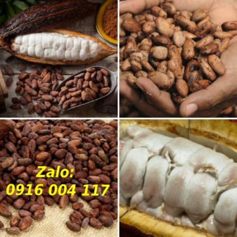 Bột Cacao nguyên chất 100% từ Cao nguyên