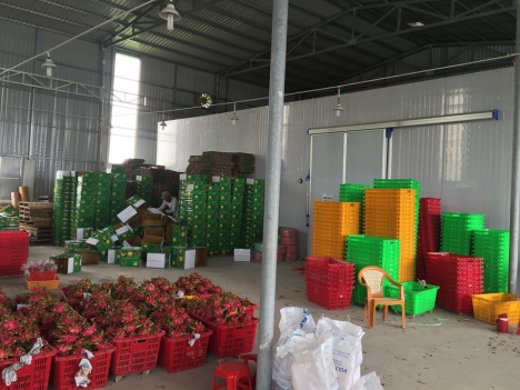 Nhận lắp đặt kho lạnh trữ thanh long tại Long An và Bình Thuận