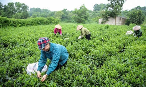 Hải Trà Tân Cương bán trà bắc ngon sạch, giao hàng toàn quốc