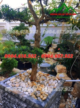 Bán sỏi đá tự nhiên giá rẻ tại Hà Nội