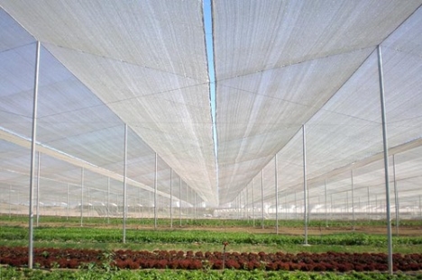 Lưới chắn côn trùng nông nghiệp giá rẻ, lưới chắn côn trùng hà nội, lưới côn trùng politiv israel