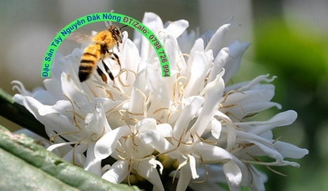 Mật ong hoa cà phê Tây Nguyên nguyên chất, chuối hột rừng nhà làm