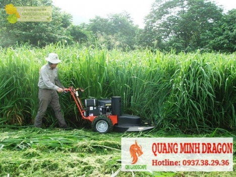 Dịch vụ cắt cỏ phát hoang, phun thuốc diệt cỏ trọn gói