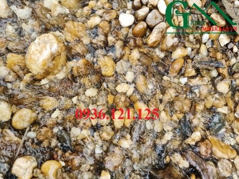 Sỏi suối vàng hàng tự nhiên đẹp size đều có sẵn tại Hà Nội
