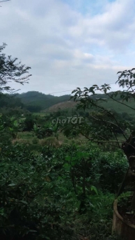 10ha, đất rừng sản xuất tại xóm Đồng Chum, Đà Bắc, Hoà Bình. Giá bán chỉ 100tr/ha.