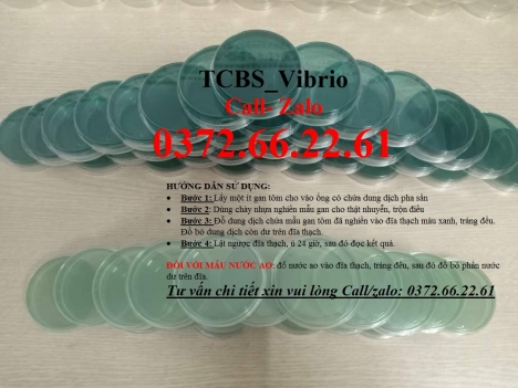 Vibrio trên tcbs nuôi cấy, định lượng, đánh giá chính xác