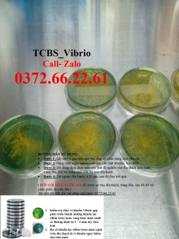 Thạch TCBS kiểm tra tổng khuẩn trên tôm nước mặn