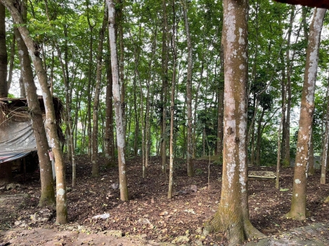 Gia đình đang cần bán nhanh mảnh đất rừng sản xuất nằm ngay trung tâm thành phố Hoà Bình.
Địa chỉ:
