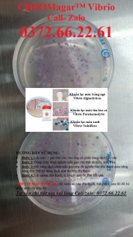 Đĩa kiểm khuẩn vibrio