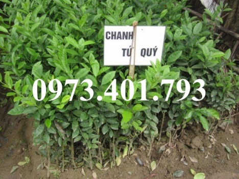 Giống cây chanh tứ quý