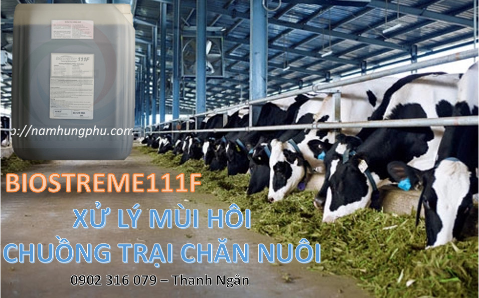 sản phẩm Biostreme111F (ECOLO) khử mùi hôi trại nuôi bò