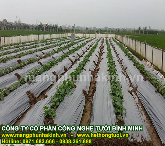 Bình Minh sản xuất và cung cấp màng phủ nông nghiệp,màng phủ nông nghiệp loại tốt
