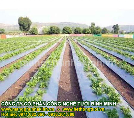 Bình Minh sản xuất,cung cấp màng phủ nông nghiệp cao cấp,màng phủ nông nghiệp loại tốt