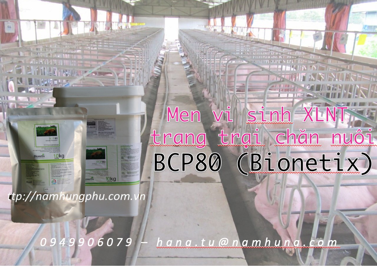 BCP80 Men vi sinh phân hủy phân động vật trong hầm biogas