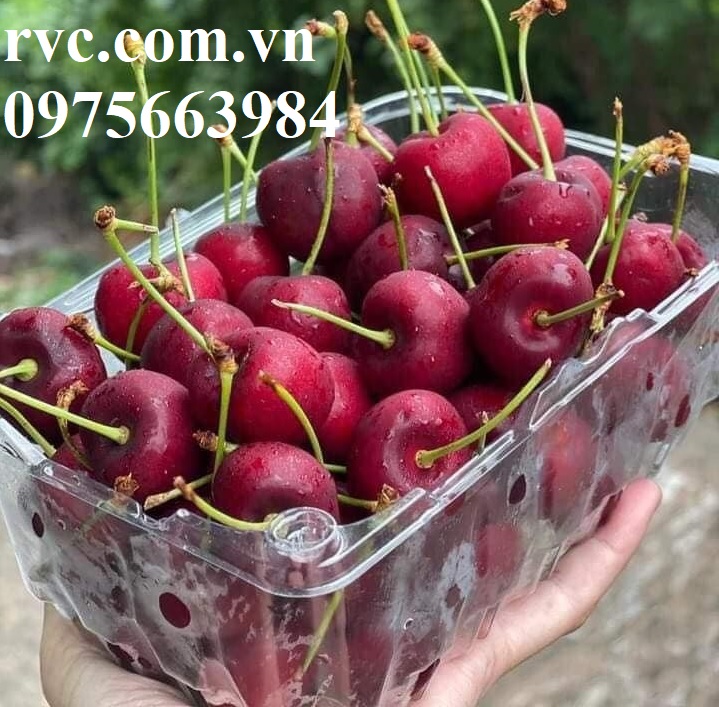 Hộp nhựa trái cây đóng gói và bảo quản cherry hiệu quả