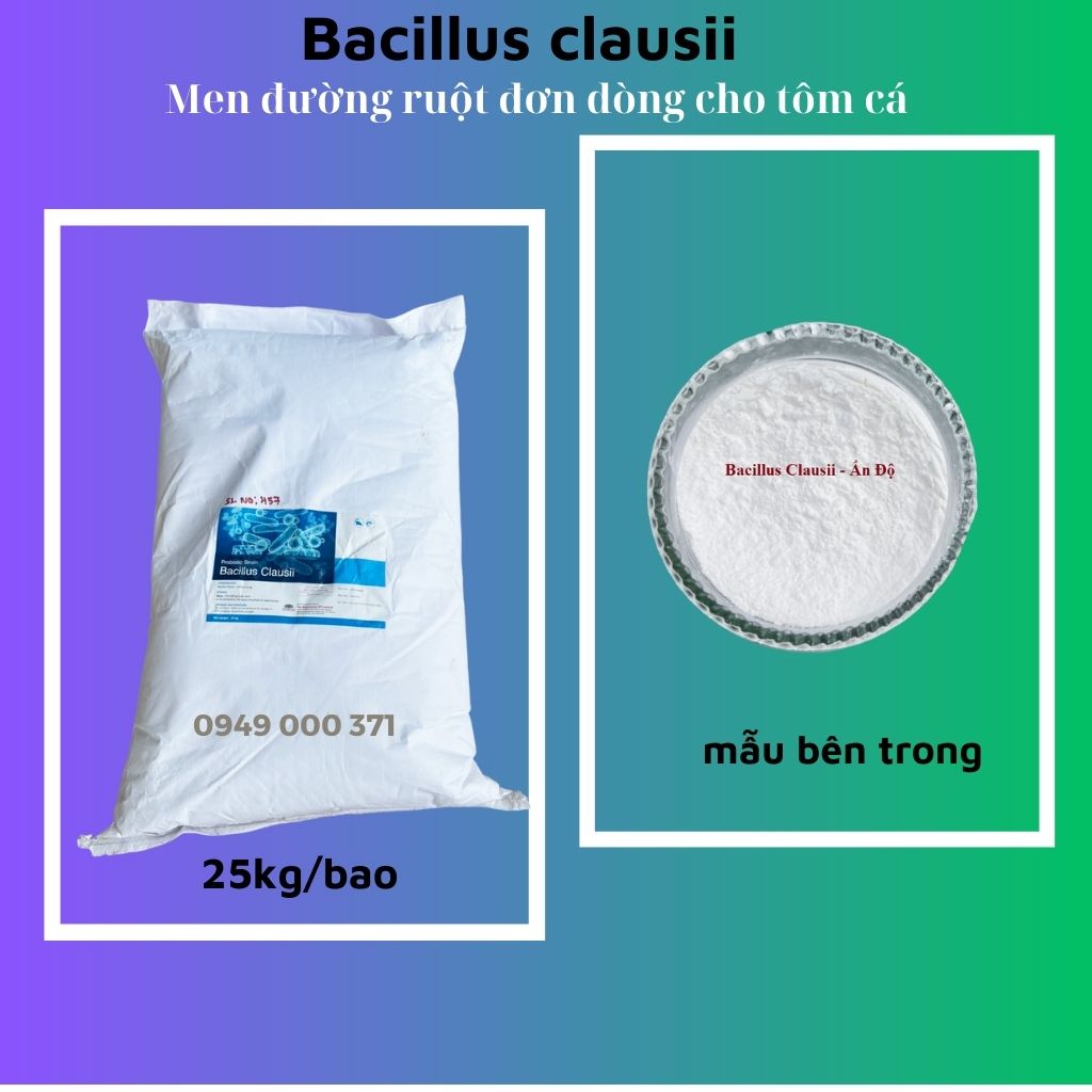Bacillus Clausii men đường ruột thủy sản đạng đơn dòng