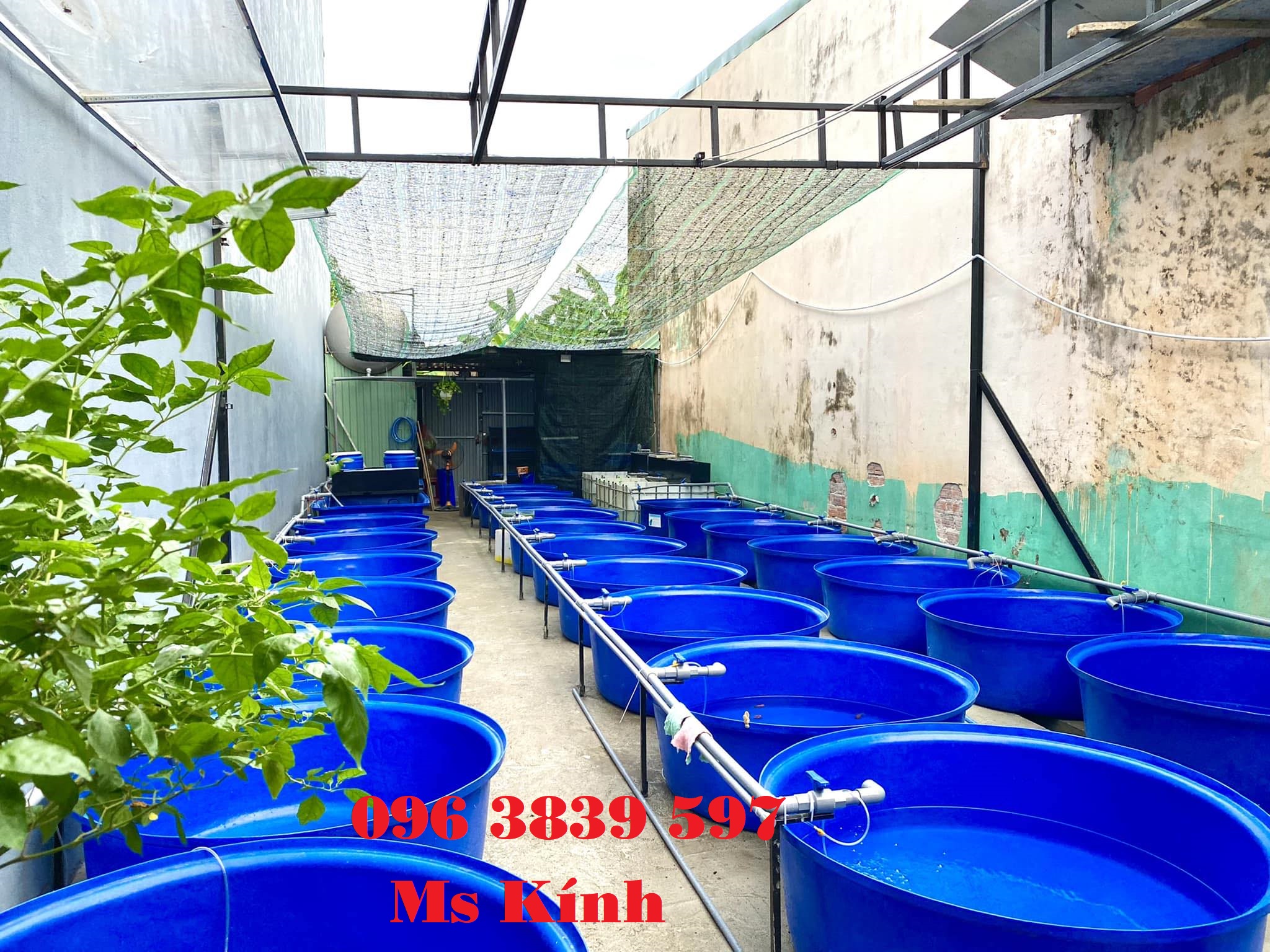 Cung cấp thùng nhựa tròn nuôi cá, trồng cây - 0963839597 Ms Kính