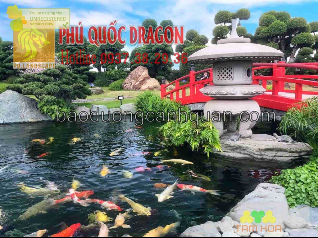 Thi công sân vườn đẹp hồ cá Koi ở HCM, Đồng Nai