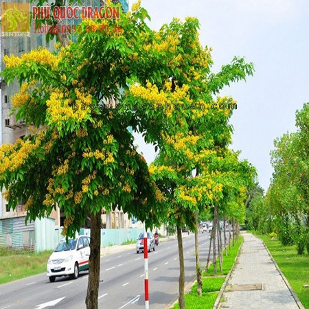 Cung cấp cây công trình, đô thị ở Đồng Nai, TPHCM