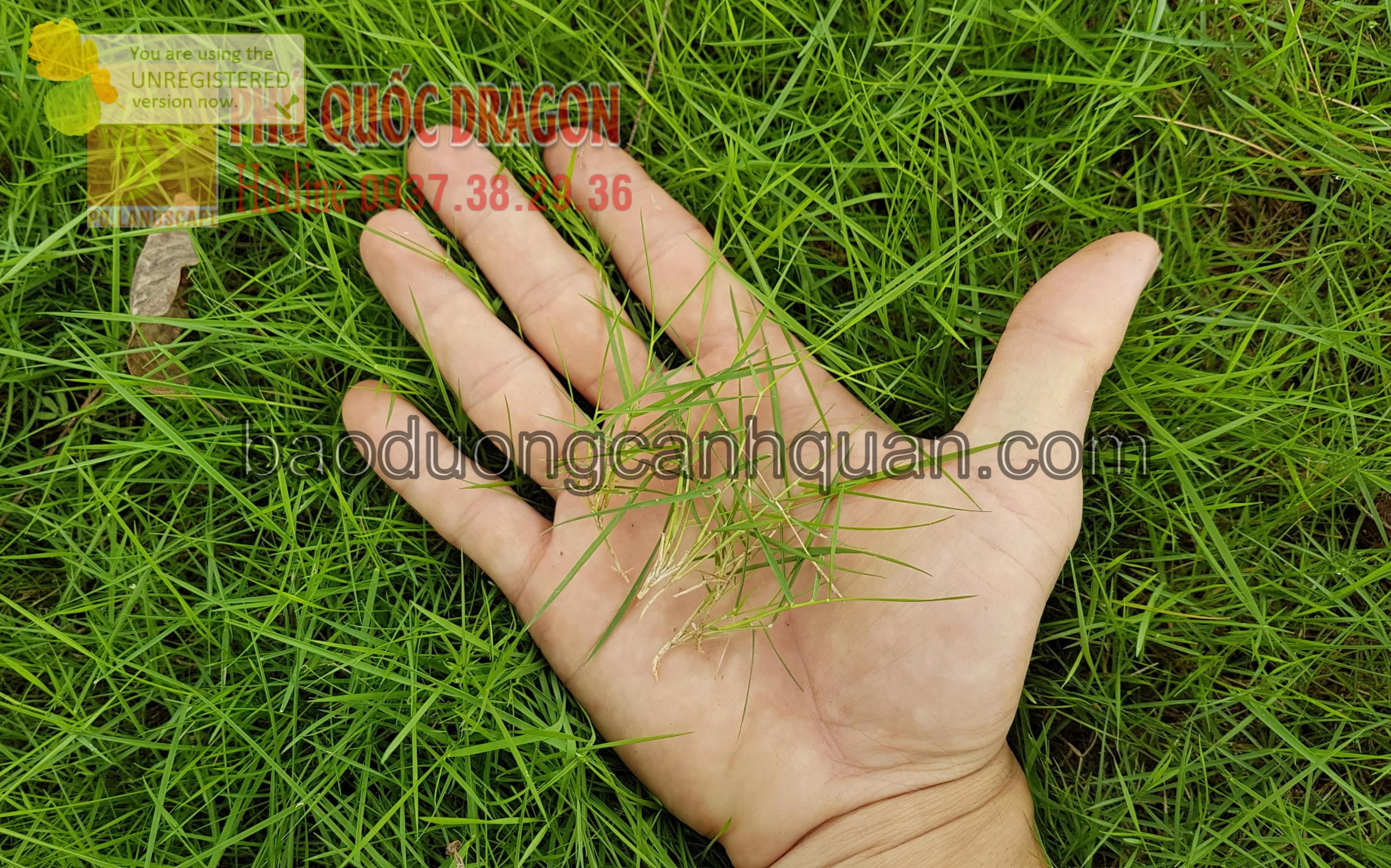 Trồng cỏ sân vườn, cỏ nhung nhật ở HCm, Đồng Nai