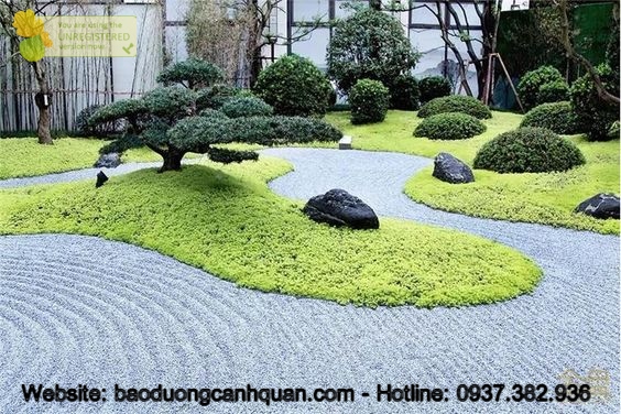 Cung cấp cỏ lá gừng, cỏ nhung nhật sân vườn ở Đồng Nai, HCM
