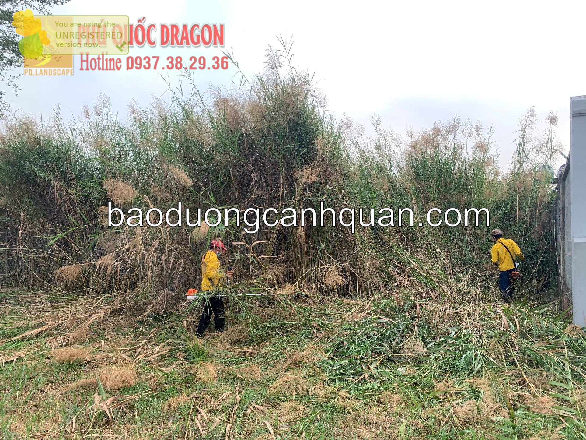 Cắt cỏ phát hoang, thu gom giá rẻ ở HCM, Đồng Nai, Bình Dương