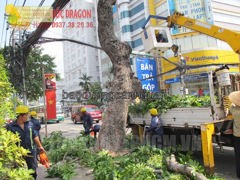 Đốn hạ cây xanh, cắt tỉa cành nhánh ở TPHCM, Đồng Nai