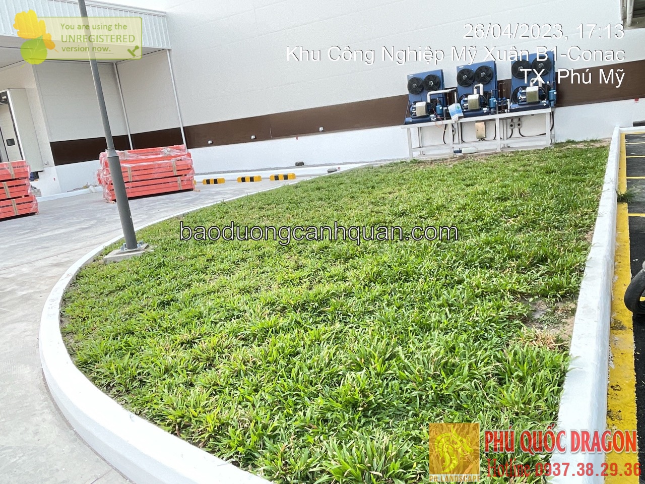 Bán cỏ lá gừng, cỏ nhung nhật ở Đồng Nai, TPHCM...