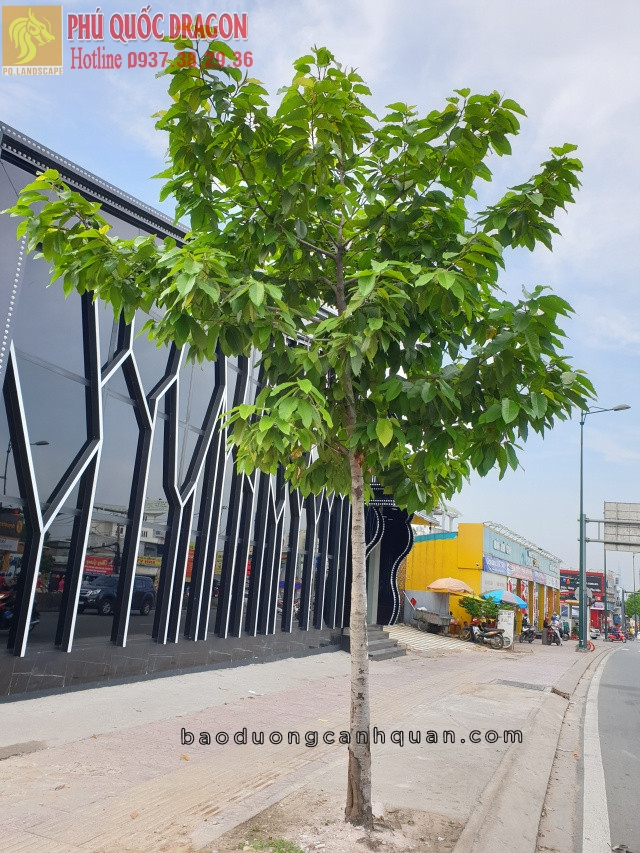 Cung cấp cây công trình, cây đường phố ở TPHCM, Đồng Nai