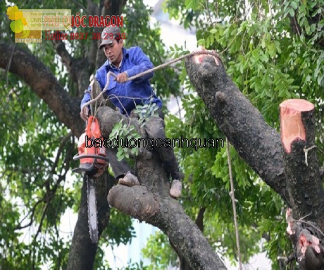 Dịch vụ cắt tỉa đốn hạ cây ở TPHCM, Đồng Nai