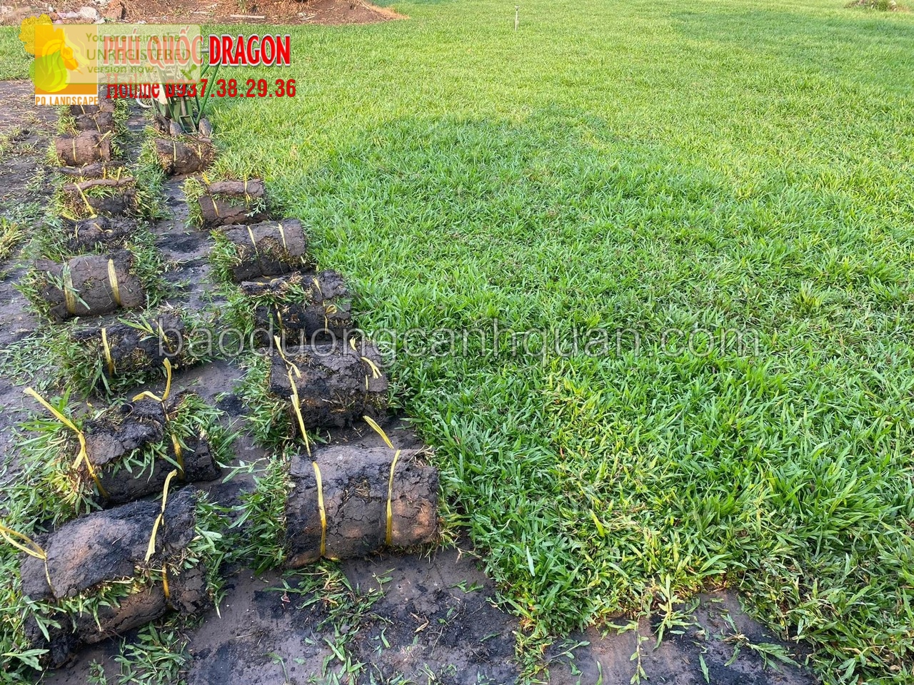 Bán cỏ lá gừng, cỏ nhung nhật giá tận vườn ở TPHCM, Đồng Nai