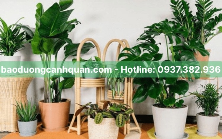 Cung cấp cho thuê cây nội thất ở TPHCM, Đồng Nai