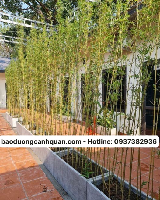 Công ty cây xanh sân vườn ở TPHCM, Đồng Nai