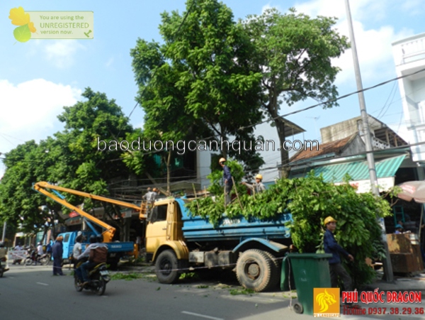 Dịch vụ di dời cây xanh, bứng cây ở TPHCM, Đồng Nai